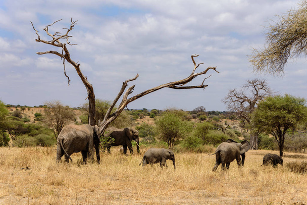 Een groep Afrikaanse olifanten, Loxodonta africana, onder een boom in de Afrikaanse savanne, Safari, Oost-Afrika, augustus 2017, Noord Tanzania - Foto, afbeelding