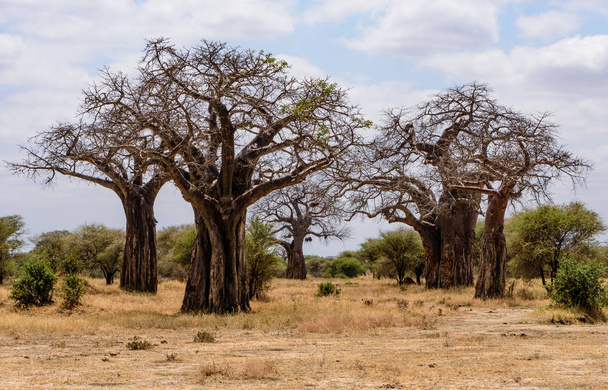 Grupa baobabów afrykańskich, Adansonia digitata, w Parku Narodowym Tarangire, Safari, Afryka Wschodnia, sierpień 2017, północna Tanzania - Zdjęcie, obraz