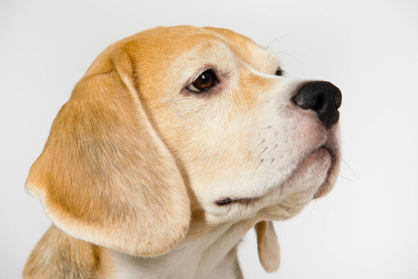 Beagle purebred honden muilkorf op een witte achtergrond in de studio. - Foto, afbeelding