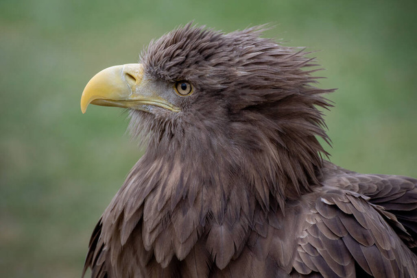 Zbliżenie portret białego ogona widok profilu orła. Pióra poruszone przez wiatr - Zdjęcie, obraz