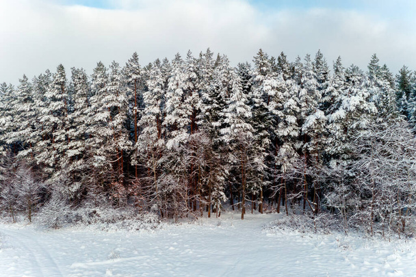 Beau pin, paysage hivernal pittoresque, vue aérienne. 2020
 - Photo, image