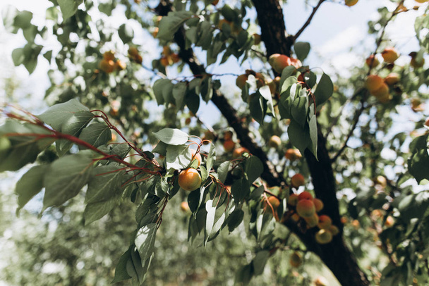 trees apricot in the garden with ripe fruits fruit harvest season summer - Fotografie, Obrázek