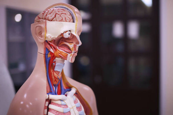 Anatomical manikin, Medical dummy, head, neck and face. - Photo, Image