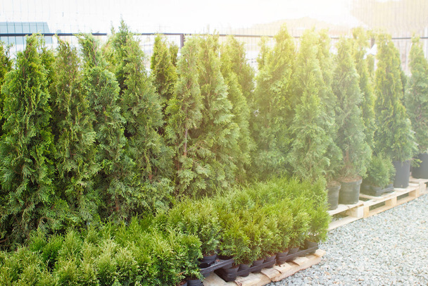Seedlings of thuja, cypress, green ornamental plants for landscaping for sale outdoors - Photo, Image