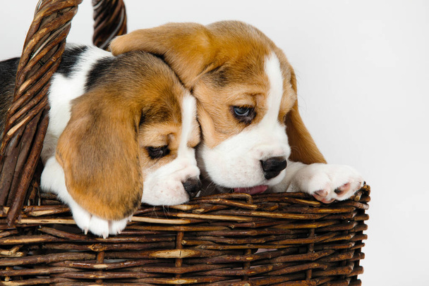 Zwei reinrassige Welpen eines Beagle-Hundes toben und spielen auf weißem Hintergrund im Studio. - Foto, Bild