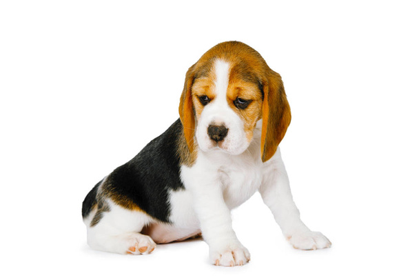 Puppy beagle sobre un fondo blanco. - Foto, imagen