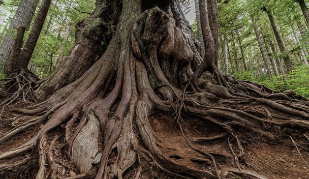 Ρίζες και κορμός ενός τεράστιου δέντρου Red Cedar στο νησί Βανκούβερ ΙΙ, Βόρεια Αμερική, Καναδάς, Βρετανική Κολομβία, Αύγουστος 2015 - Φωτογραφία, εικόνα