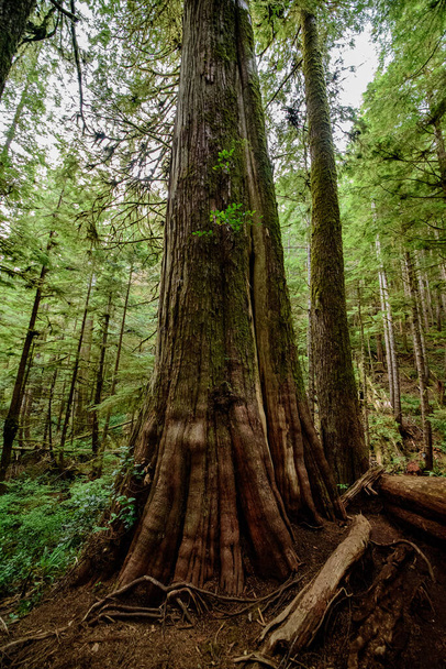 Enorme albero di cedro rosso nell'isola di Vancouver, Nord America, Canada, Colombia britannica, agosto 2015
 - Foto, immagini