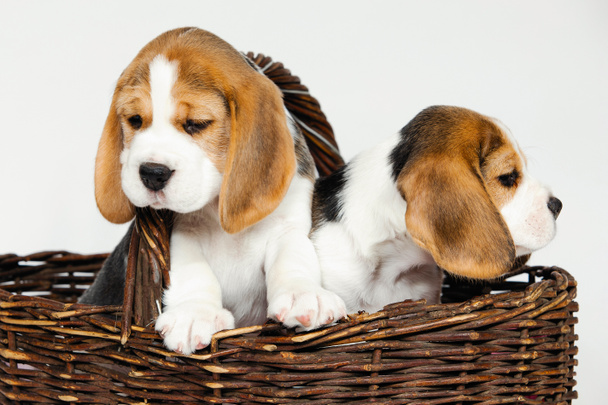 Deux chiots de race pure d'un chien Beagle s'ébattent et jouent sur un fond blanc en studio. - Photo, image