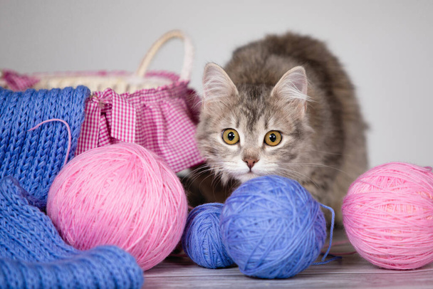 niedliches Kätzchen mit Wollknäueln und einem Korb. blaues und pinkfarbenes Garn in Bällen und gestrickten Tüchern. grauer Hintergrund. Selektiver weicher Fokus. - Foto, Bild