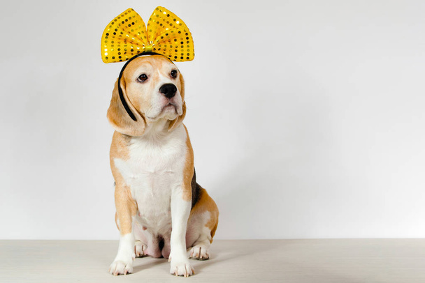 Purebred Beagle dog sitting with a yellow bow on his head on a white background in studio. - 写真・画像