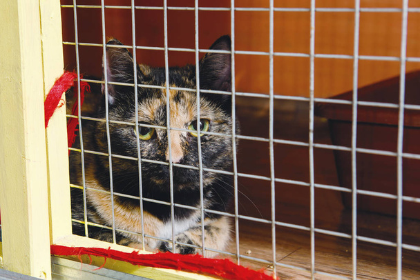 Multi-gekleurde gevlekte kat kijkt droevig achter een kooi in de cattery. - Foto, afbeelding