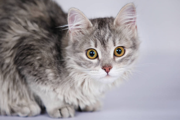 Carino grigio morbido gattino seduto e in posa sulla macchina fotografica. Sfondo grigio. Focus selettivo morbido
. - Foto, immagini
