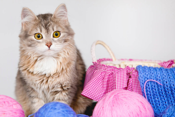 ウールとバスケットの爪でかわいい子猫。ボールやニットスカーフで青とピンクの糸。灰色の背景。選択的ソフトフォーカス. - 写真・画像
