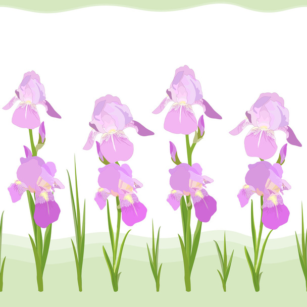 Iris kukat saumaton rakenne
 - Vektori, kuva