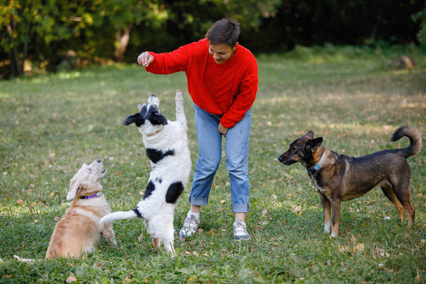 Young woman plays with dogs on the lawn in a summer park. - Foto, imagen