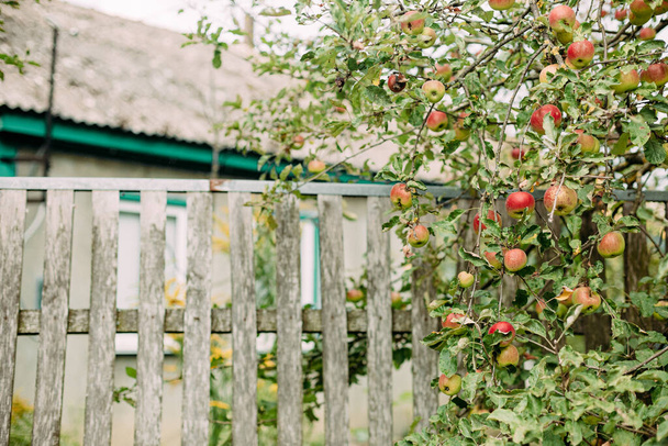 farmhouse plot fence and apple tree with fruits harvest season - Фото, изображение