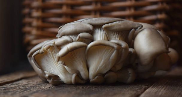 cogumelos de ostra frescos fecham ainda a vida
 - Foto, Imagem