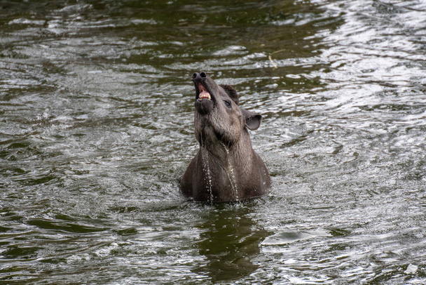 Portret południowoamerykańskiego tapira pływającego w wodzie, z otwartymi ustami - Zdjęcie, obraz