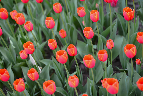 A cor bonita das tulipas começando a abrir sob o calor da primavera
. - Foto, Imagem