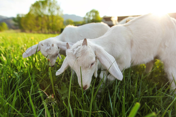White goat kids grazing on spring meadow, wide low angle photo with strong sun backlight - Foto, Imagen