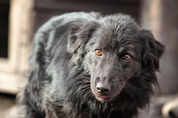 mongrel dog with sad eyes portrait close up - Photo, Image