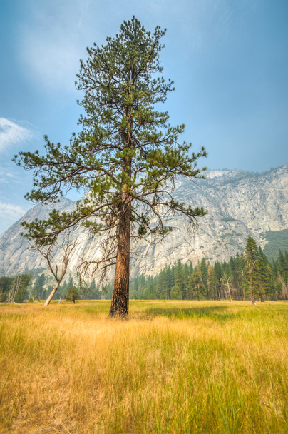 Yosemite μόνος δέντρο - Φωτογραφία, εικόνα