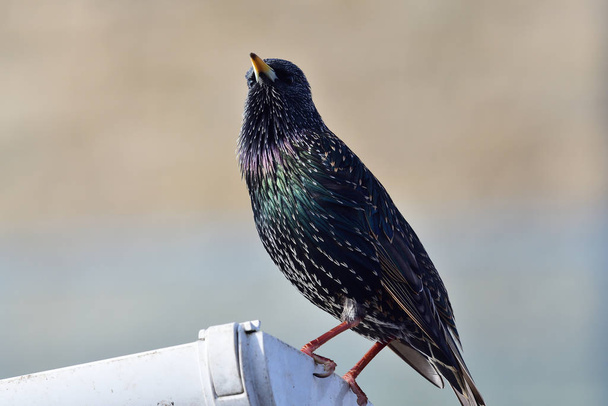 Portrait of a common starling (sturnus vulgaris) perching on a gutter - Photo, Image