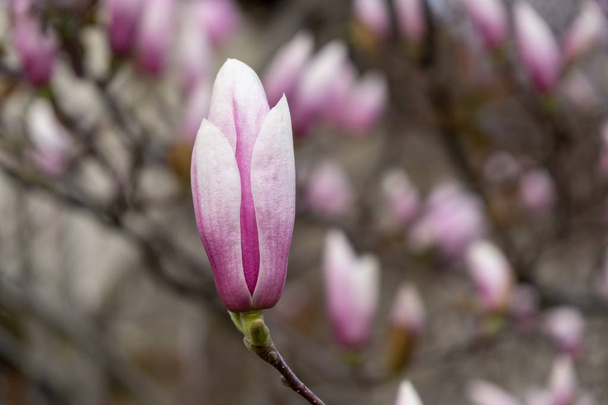 Kevät puu kukinta Magnolia kukkia kukkivat puussa. Unkari
 - Valokuva, kuva