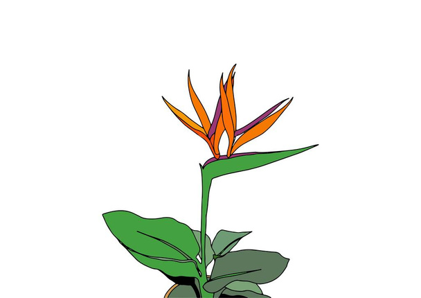 Vertikální pohlednice s kyticí květin Strelitzia reginae tropické jihoafrické květiny izolované na bílém pozadí. Vektorová ilustrace. Rostlina známá jako jeřábí květ, rajský pták. Kopírovat prostor. - Vektor, obrázek