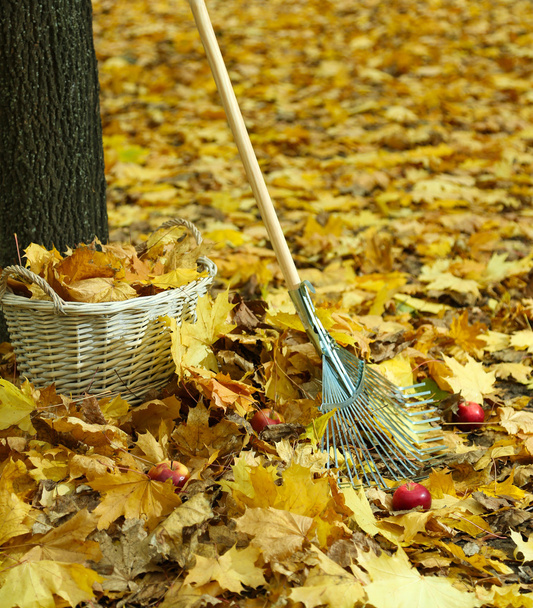 Pulizia di foglie di autunno in parco
 - Foto, immagini