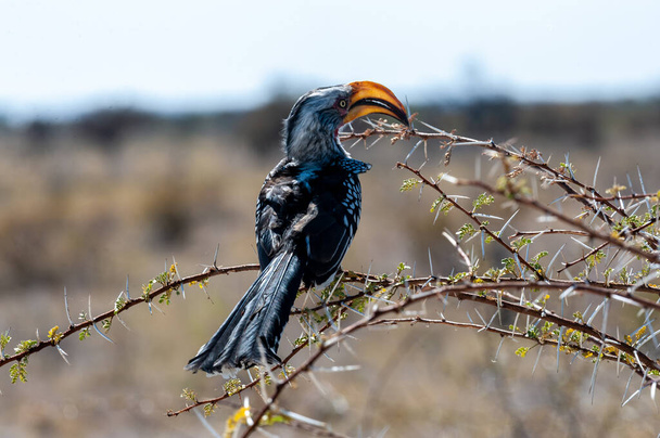 A yellow-billed hornbill sitting on a Branch - Photo, Image