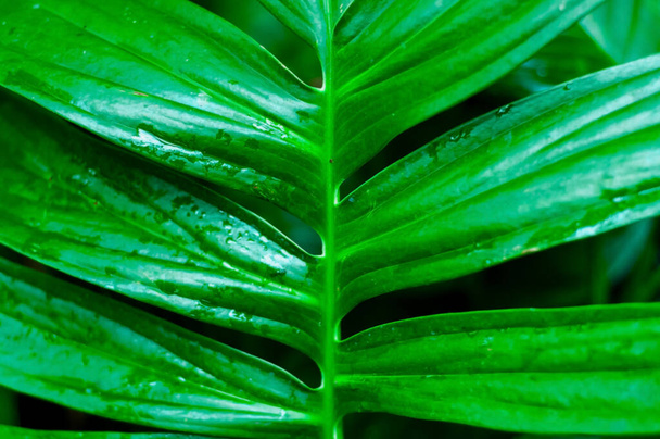 熱帯の葉の植物の背景。トレンドのフローラルスタイル。閉鎖 - 写真・画像