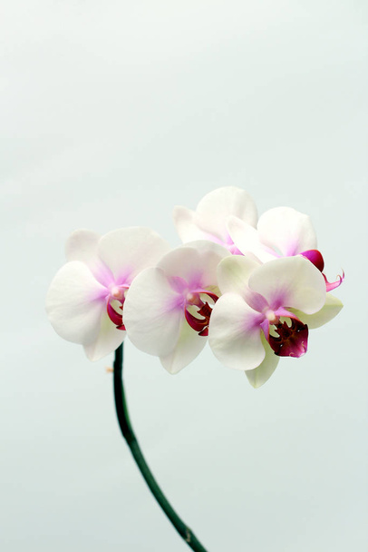 Large lilac green orchid petals on a white background. Perfect blank for a holiday card - Photo, Image