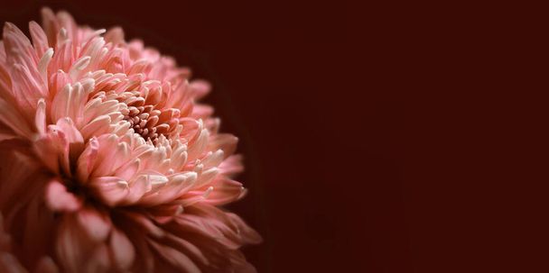 Bright fresh garden flower on brown surface - Fotoğraf, Görsel