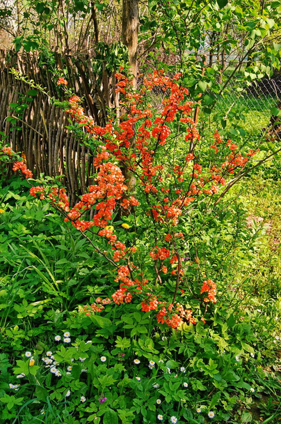 Κόκκινα λουλούδια από κυδώνι Chaenomeles superba cultivar crimson. Άνοιξη όμορφο ανθισμένο θάμνο του κόκκινου χρώματος. - Φωτογραφία, εικόνα