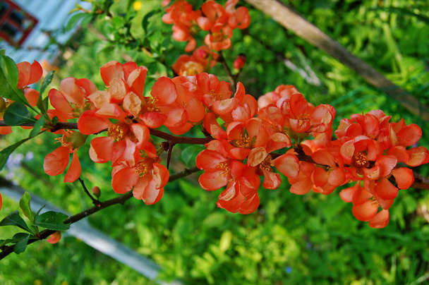 Fleurs rouges de coing Chaenomeles superba cultivar cramoisi. Printemps belle floraison buisson de couleur rouge
. - Photo, image