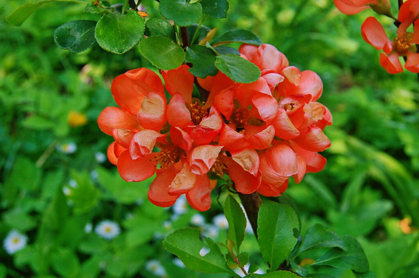 Fleurs rouges de coing Chaenomeles superba cultivar cramoisi. Printemps belle floraison buisson de couleur rouge
. - Photo, image