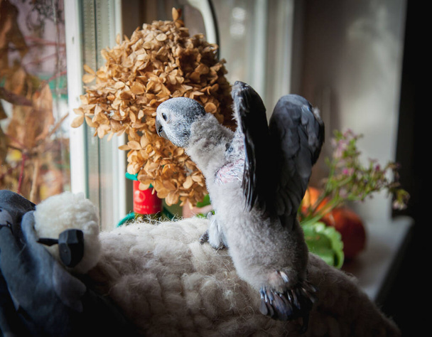 Piccolo pappagallo grigio africano davanti alla finestra
 - Foto, immagini