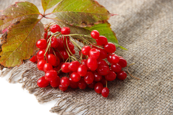 Red berries of viburnum on sackcloth napkin, isolated on white - Foto, afbeelding
