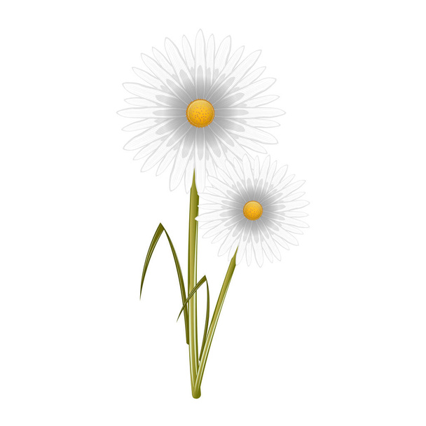 Isolated realistic flower illustration - Διάνυσμα, εικόνα