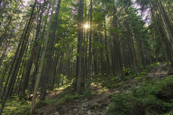 élénk színes hegyi fenyő erdő mesebeli táj napfelkelte reggeli idő vakító és fénysugarak tavasszal virágzás évszak zöld lombozat környezet tér - Fotó, kép