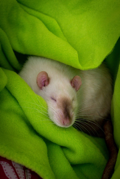 Модная сиамская крыса спит с закрытыми глазами в зеленом одеяле - Фото, изображение