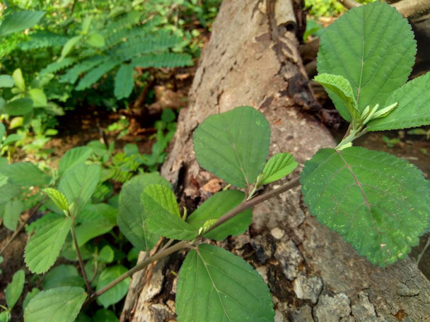 Zielona sida rhombifolia w tle natury - Zdjęcie, obraz