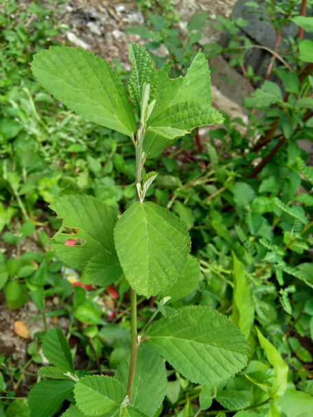 Πράσινο sida rhombifolia στο φόντο της φύσης - Φωτογραφία, εικόνα