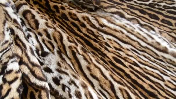 textura de fondo de piel felina
 - Metraje, vídeo