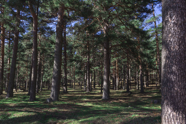 Pine forest near Madrid  - Foto, Bild