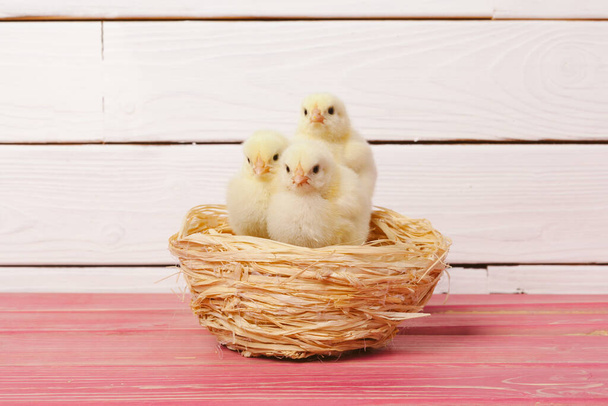 beautiful little chicken in nest. Creative photo. - Fotoğraf, Görsel