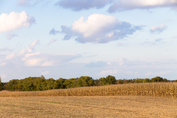Harvest Time Coming for Corn - Zdjęcie, obraz