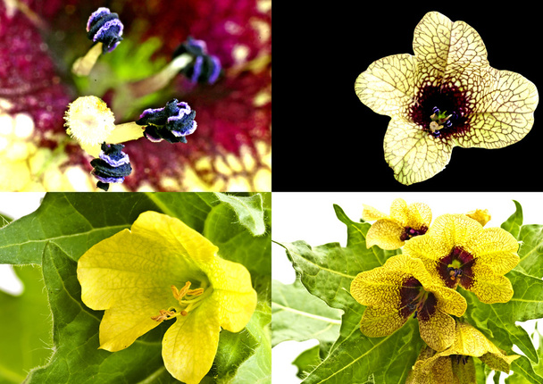 black and yellow henbane, medieval medicine plant - Photo, Image